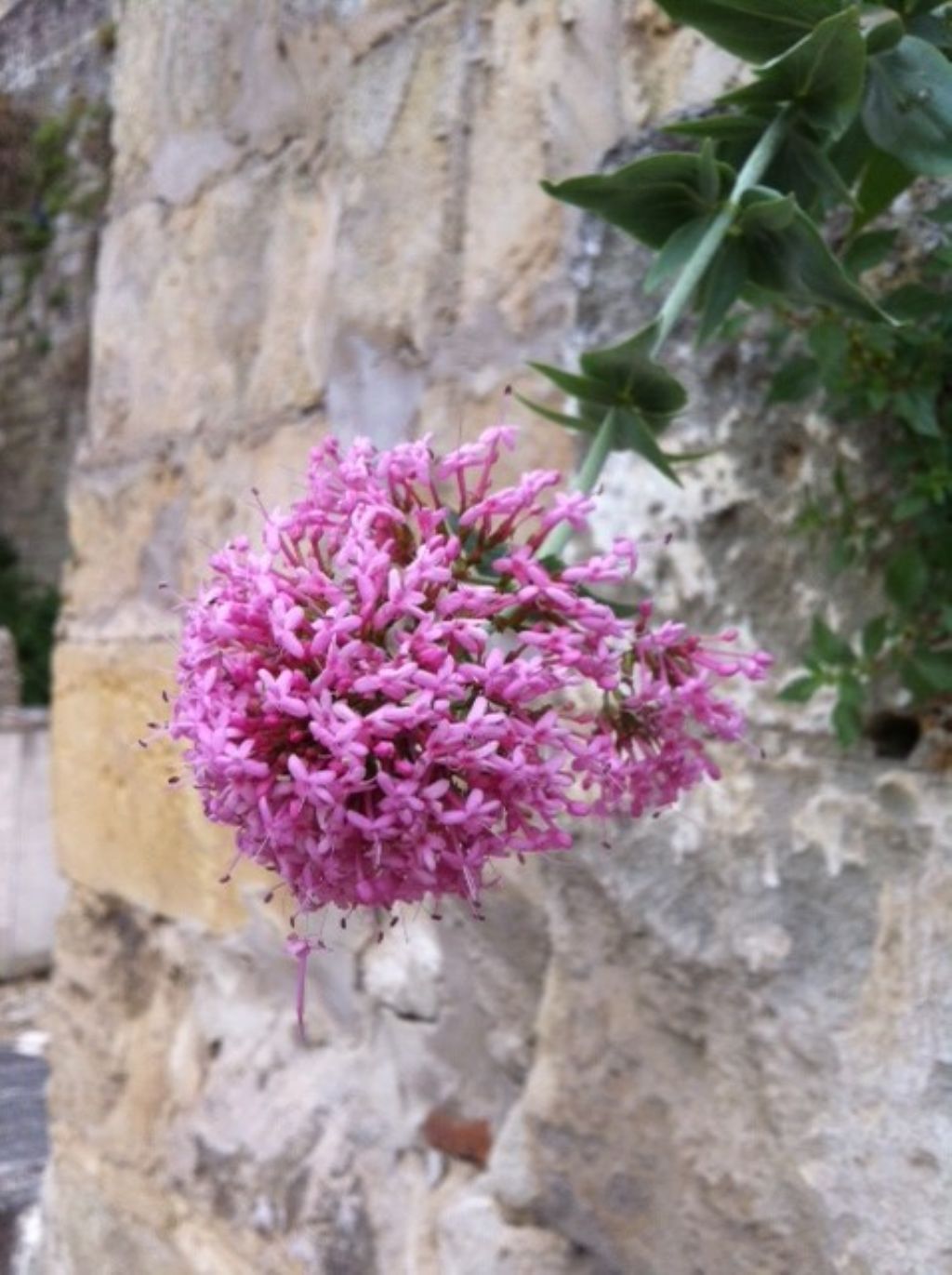 Centranthus ruber